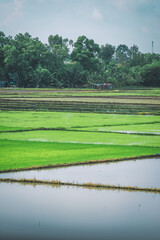 Aerial view of fresh green and yellow rice fields and palmyra trees in Mekong Delta, Tri Ton town, An Giang province, Vietnam. Ta Pa rice field.