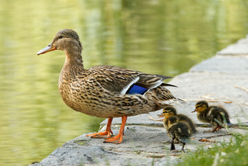 Female duck with little ducklings on the shore of a pond.