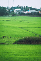 Aerial view of fresh green and yellow rice fields and palmyra trees in Mekong Delta, Tri Ton town, An Giang province, Vietnam. Ta Pa rice field.