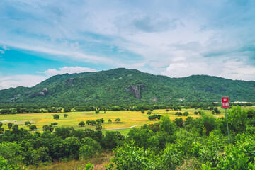 Aerial view of fresh green and yellow rice fields and palmyra trees in Mekong Delta, Tri Ton town,...