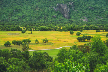 Aerial view of fresh green and yellow rice fields and palmyra trees in Mekong Delta, Tri Ton town, An Giang province, Vietnam. Ta Pa rice field.