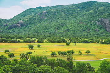 Aerial view of fresh green and yellow rice fields and palmyra trees in Mekong Delta, Tri Ton town,...