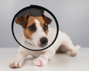 Jack Russell Terrier dog with a bandaged paw in a cone collar. 