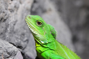 Closeup Green Water Dragon or Thai Water Dragon