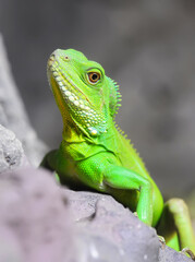 Closeup Green Water Dragon or Thai Water Dragon