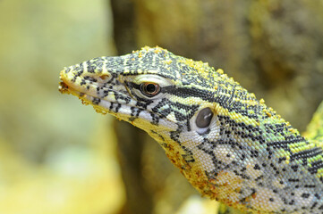 closeup nile monitor