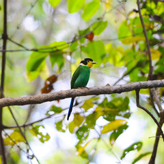 colorful Bird (Long-tailed Broadbill)