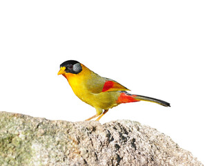 Colorful Bird (Silver-eared Mesia) on isolated white background