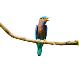 Colorful bird on a branch (Indian Roller), isolated on white background