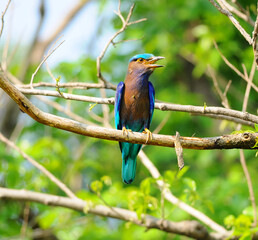 Colorful bird on a branch (Indian Roller)