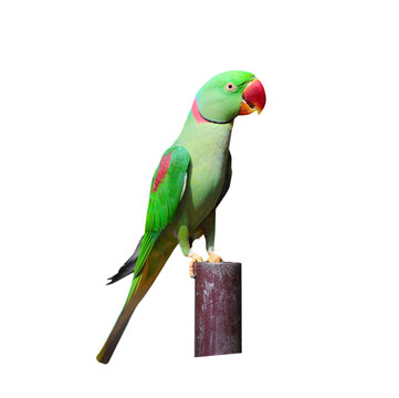 Colorful bird The parrot  isolated on white background