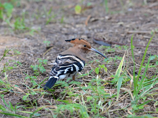 The Hoopoe (Upupa Epops) perched on ground, in Thailand