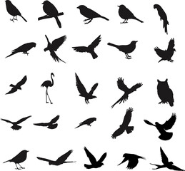 Fototapeta na wymiar Bird silhouette collection 