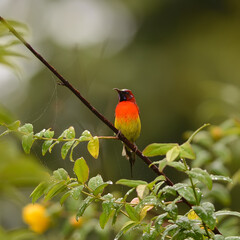 Bird colorful Beautiful (Green-tailed Sunbird), in nature