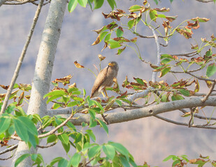 Hawk bird of prey