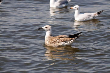 Heuglin's Gull