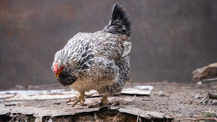 Pockmarked faverolle chicken looking for food on the ground - obrazy, fototapety, plakaty