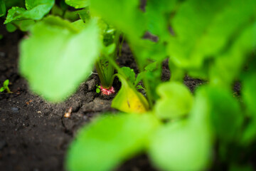 Juicy ripe radish of bright saturated red color peeks out from the soil of the garden close-up - obrazy, fototapety, plakaty