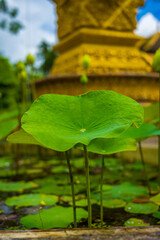 view of Xa Ton or Xvayton pagoda in Tri Ton town, one of the most famous Khmer pagodas in An Giang province, Mekong Delta, Vietnam.