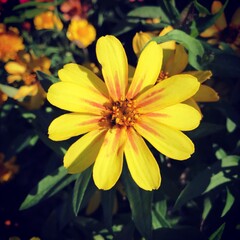 yellow flower