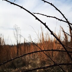 Thorns