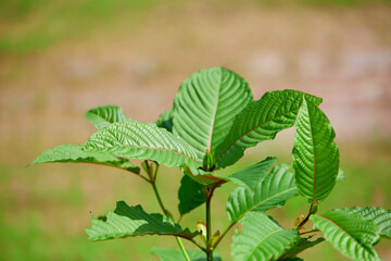 close-up of Mitragyna speciosa or Kratom leaves growing in the plantation