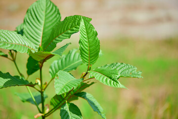 close-up of Mitragyna speciosa or Kratom leaves growing in the plantation