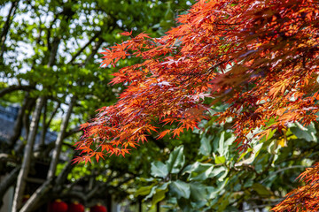 Outdoors with colorful red leaves and idyllic scenery with green trees in the background