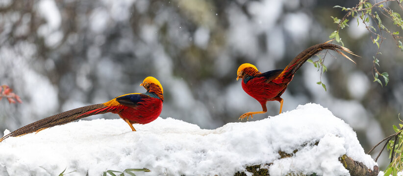 Fototapeta Chongqing shanwangping Ecological Reserve -- two red elegent chrysolophus pictus standing on the snow 