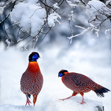 Chongqing mountain Wang Ping ecological protection zone in winter -two red tragopan close-up and white beautiful snow
