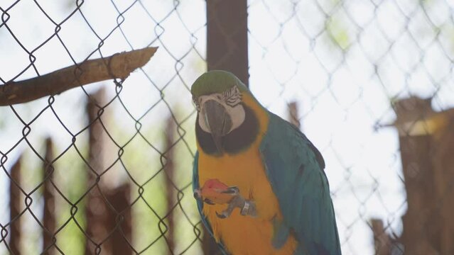 Footage Macaw parrot in zoo.