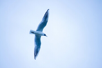 bird