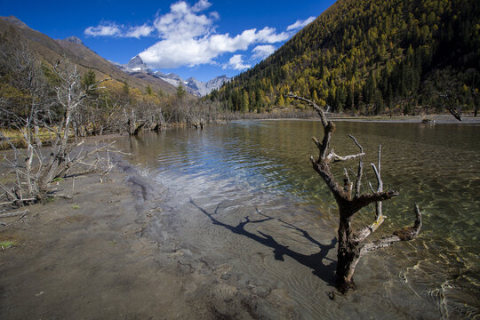 Blue sky, dry fir seabuckthorn tree and reflection of water in Siguniang Mountain Siguniang Scenic Area, Aba, Sichuan Province