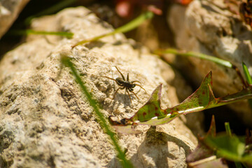 Fototapeta premium insect