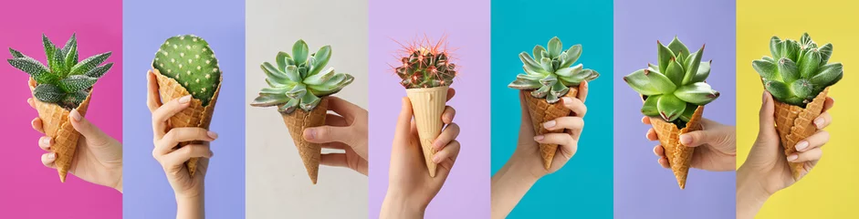 Türaufkleber Hands holding waffle cones with succulents and cacti on colorful background © Pixel-Shot