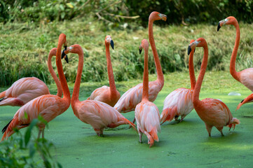 flamingo party 