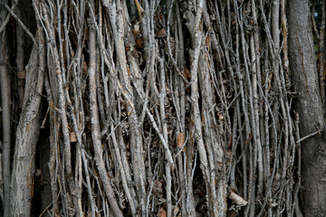 Dry branches texture or background