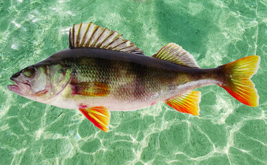 European perch fish on the background of water patterns. - obrazy, fototapety, plakaty