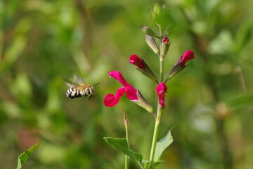 飛んでいるミツバチ