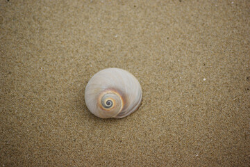 Spiral shells lie on the sandy beach.