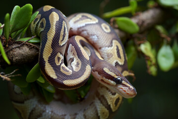Ball phyton with beautiful skin pattern coiled around the tree branch
