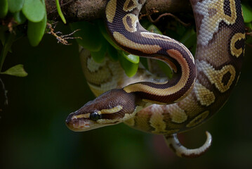 Ball phyton with beautiful skin pattern coiled around the tree branch