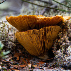 mushrooms in the forest