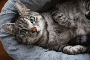 Naklejka na ściany i meble Funny striped cat lying in pet bed