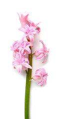 Beautiful pink hyacinth isolated on white