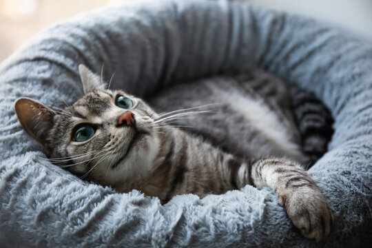 Funny striped cat lying in pet bed