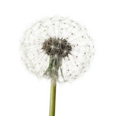 Beautiful dandelion on white background, closeup