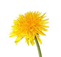 Yellow dandelion on white background, closeup