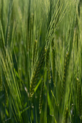 green wheat field.Field of green barley with a hand passing over the ears of grain.