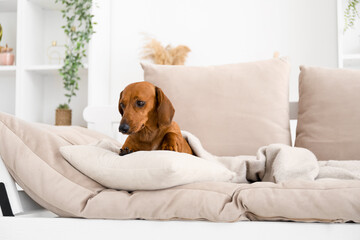 Cute dachshund dog with pillow and plaid lying on couch in living room
